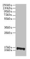Western Blot, All lanes: PMP2 antibody at 2ug/ml + EC109 whole cell lysate, Secondary, Goat polyclonal to rabbit IgG at 1/15000 dilution, Predicted band size: 15 kDa, Observed band size: 15 kDa Western Blot, All lanes: PMP2 antibody at 2ug/ml + EC109 whole cell lysate, Secondary, Goat polyclonal to rabbit IgG at 1/15000 dilution, Predicted band size: 15 kDa, Observed band size: 15 kDa
