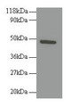Western Blot, All lanes: RELT antibody at 2ug/ml + 293T whole cell lysate, Secondary, Goat polyclonal to rabbit IgG at 1/10000 dilution, Predicted band size: 47 kDa, Observed band size: 47 kDa