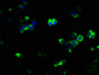 Immunofluorescence staining of PC-3 cells with CAC14112 at 1:133, counter-stained with DAPI. The cells were fixed in 4% formaldehyde, permeabilized using 0.2% Triton X-100 and blocked in 10% normal Goat Serum. The cells were then incubated with the antibody overnight at 4°C. The secondary antibody was Alexa Fluor 488-congugated AffiniPure Goat Anti-Rabbit IgG(H+L).
