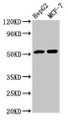 Western Blot, Positive WB detected in: HepG2 whole cell lysate, MCF-7 whole cell lysate, All lanes: AGT antibody at 3.9ug/ml, Secondary, Goat polyclonal to rabbit IgG at 1/50000 dilution, Predicted band size: 54 kDa, Observed band size: 54 kDa