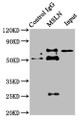 Immunoprecipitating MSLN in HepG2 whole cell lysate, Lane 1: Rabbit control IgG instead of CAC14119 in HepG2 whole cell lysate. For western blotting, a HRP-conjugated Protein G antibody was used as the secondary antibody (1/2000), Lane 2: CAC14119 (8ug) + HepG2 whole cell lysate (500ug), Lane 3: HepG2 whole cell lysate (10ug)