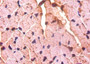 Immunohistochemistry of paraffin-embedded mouse heart tissue using CAC14120 at dilution of 1:50