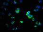 Immunofluorescence staining of HepG2 cells with CAC14123 at 1:333, counter-stained with DAPI. The cells were fixed in 4% formaldehyde, permeabilized using 0.2% Triton X-100 and blocked in 10% normal Goat Serum. The cells were then incubated with the antibody overnight at 4°C. The secondary antibody was Alexa Fluor 488-congugated AffiniPure Goat Anti-Rabbit IgG(H+L).