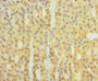Immunohistochemistry of paraffin-embedded human adrenal gland tissue using CAC14124 at dilution of 1:100
