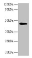 Western Blot, All lanes: NAPSA antibody at 2ug/ml + Mouse kidney tissue, Secondary, Goat polyclonal to rabbit IgG at 1/10000 dilution, Predicted band size: 46 kDa, Observed band size: 46 kDa