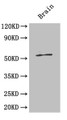 Western Blot, Positive WB detected in: Mouse brain tissue, All lanes: ICA1 antibody at 4ug/ml, Secondary, Goat polyclonal to rabbit IgG at 1/50000 dilution, Predicted band size: 55, 58 kDa, Observed band size: 55 kDa