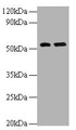 Western Blot, All lanes: MMP12 antibody at 2ug/ml, Lane 1: Hela whole cell lysate, Lane 2: NIH/3T3 whole cell lysate, Secondary, Goat polyclonal to rabbit IgG at 1/10000 dilution, Predicted band size: 55 kDa, Observed band size: 55 kDa
