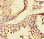 Immunohistochemistry of paraffin-embedded human testis tissue using CAC14132 at dilution of 1:100