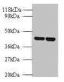 Western Blot, All lanes: Vasopressin V1b receptor antibody at 2ug/ml, Lane 1: EC109 whole cell lysate, Lane 2: 293T whole cell lysate, Secondary, Goat polyclonal to rabbit IgG at 1/10000 dilution, Predicted band size: 47 kDa, Observed band size: 47 kDa