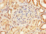 IHC image of CAC14146 diluted at 1:200 and staining in paraffin-embedded human kidney tissue performed on a Leica BondTM system. After dewaxing and hydration, antigen retrieval was mediated by high pressure in a citrate buffer (pH 6.0). Section was blocked with 10% normal goat serum 30min at RT. Then primary antibody (1% BSA) was incubated at 4°C overnight. The primary is detected by a biotinylated secondary antibody and visualized using an HRP conjugated SP system.