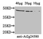 Western Blot, Positive WB detected in: Arabidopsis thaliana (40ug, 20ug, 10ug), All lanes: At2g24580 antibody at 4ug/ml, Secondary, Goat polyclonal to rabbit IgG at 1/50000 dilution, Predicted band size: 46 kDa, Observed band size: 46 kDa