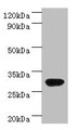 Western Blot, All lanes: rbsK antibody at 2ug/ml + DH5a whole cell lysate, Secondary, Goat polyclonal to rabbit IgG at 1/10000 dilution, Predicted band size: 33 kDa, Observed band size: 33 kDa