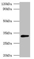 Western Blot, All lanes: glsA1 antibody at 2ug/ml + DH5a whole cell lysate, Secondary, Goat polyclonal to rabbit IgG at 1/10000 dilution, Predicted band size: 33 kDa, Observed band size: 33 kDa