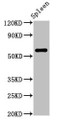 Western Blot, Positive WB detected in: Rat spleen tissue, All lanes: RBMY1A1 antibody at 2.5ug/ml, Secondary, Goat polyclonal to rabbit IgG at 1/50000 dilution, Predicted band size: 56, 52, 41 kDa, Observed band size: 56 kDa