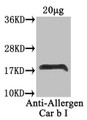 Western Blot, Positive WB detected in: Carpinus betulus (20ug), All lanes: Allergen Car b I antibody at 4ug/ml, Secondary, Goat polyclonal to rabbit IgG at 1/50000 dilution, Predicted band size: 18 kDa, Observed band size: 18 kDa