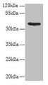 Western Blot, All lanes: PDIA5 antibody at 8ug/ml + Hela whole cell lysate, Secondary, Goat polyclonal to rabbit IgG at 1/10000 dilution, Predicted band size: 60, 31 kDa, Observed band size: 60 kDa