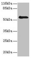Western Blot, All lanes: RBMY1F antibody at 2ug/ml + PC-3 whole cell lysate, Secondary, Goat polyclonal to rabbit IgG at 1/10000 dilution, Predicted band size: 56, 48 kDa, Observed band size: 56 kDa