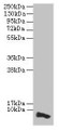 Western Blot, All lanes: COX17 antibody at 3.5ug/ml + HepG2 whole cell lysate, Secondary, Goat polyclonal to rabbit IgG at 1/10000 dilution, Predicted band size: 7 kDa, Observed band size: 7 kDa