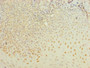 Immunohistochemistry of paraffin-embedded human tonsil tissue using CAC14188 at dilution of 1:100