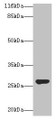 Western Blot, All lanes: IZUMO4 antibody at 2ug/ml + Rat gonadal tissue, Secondary, Goat polyclonal to rabbit IgG at 1/10000 dilution, Predicted band size: 27, 25, 18, 19 kDa, Observed band size: 27 kDa