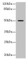 Western Blot, All lanes: RUNDC3A antibody at 1.5ug/ml + MCF-7 whole cell lysate, Secondary, Goat polyclonal to rabbit IgG at 1/10000 dilution, Predicted band size: 50, 46, 42 kDa, Observed band size: 50 kDa Western Blot, All lanes: RUNDC3A antibody at 1.5ug/ml + MCF-7 whole cell lysate, Secondary, Goat polyclonal to rabbit IgG at 1/10000 dilution, Predicted band size: 50, 46, 42 kDa, Observed band size: 50 kDa
