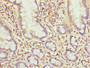 Immunohistochemistry of paraffin-embedded human small intestine tissue using CAC14204 at dilution of 1:100
