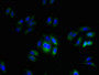 Immunofluorescent analysis of HepG2 cells using CAC14207 at dilution of 1:100 and Alexa Fluor 488-congugated AffiniPure Goat Anti-Rabbit IgG(H+L)