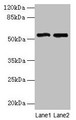 Western Blot, All lanes: STEAP3 antibody at 24ug/ml, Lane 1: HepG2 whole cell lysate, Lane 2: Hela whole cell lysate, Secondary, Goat polyclonal to rabbit IgG at 1/10000 dilution, Predicted band size: 55, 56, 51 kDa, Observed band size: 55 kDa Western Blot, All lanes: STEAP3 antibody at 24ug/ml, Lane 1: HepG2 whole cell lysate, Lane 2: Hela whole cell lysate, Secondary, Goat polyclonal to rabbit IgG at 1/10000 dilution, Predicted band size: 55, 56, 51 kDa, Observed band size: 55 kDa