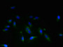 Immunofluorescent analysis of Hela cells using CAC14214 at dilution of 1:100 and Alexa Fluor 488-congugated AffiniPure Goat Anti-Rabbit IgG(H+L) Immunofluorescent analysis of Hela cells using CAC14214 at dilution of 1:100 and Alexa Fluor 488-congugated AffiniPure Goat Anti-Rabbit IgG(H+L)