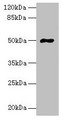 Western Blot, All lanes: FAM69A antibody at 8ug/ml + HepG2 whole cell lysate, Secondary, Goat polyclonal to rabbit IgG at 1/10000 dilution, Predicted band size: 50, 19 kDa, Observed band size: 50 kDa Western Blot, All lanes: FAM69A antibody at 8ug/ml + HepG2 whole cell lysate, Secondary, Goat polyclonal to rabbit IgG at 1/10000 dilution, Predicted band size: 50, 19 kDa, Observed band size: 50 kDa