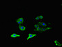 Immunofluorescent analysis of HepG2 cells using CAC14229 at dilution of 1:100 and Alexa Fluor 488-congugated AffiniPure Goat Anti-Rabbit IgG(H+L) Immunofluorescent analysis of HepG2 cells using CAC14229 at dilution of 1:100 and Alexa Fluor 488-congugated AffiniPure Goat Anti-Rabbit IgG(H+L)