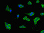 Immunofluorescent analysis of HepG2 cells using CAC14230 at dilution of 1:100 and Alexa Fluor 488-congugated AffiniPure Goat Anti-Rabbit IgG(H+L) Immunofluorescent analysis of HepG2 cells using CAC14230 at dilution of 1:100 and Alexa Fluor 488-congugated AffiniPure Goat Anti-Rabbit IgG(H+L)