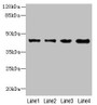 Western Blot, All lanes: KCTD9 antibody at 8ug/ml, Lane 1: MCF-7 whole cell lysate, Lane 2: HepG2 whole cell lysate, Lane 3: HT29 whole cell lysate, Lane 4: U251 whole cell lysate, Secondary, Goat polyclonal to rabbit IgG at 1/10000 dilution, Predicted band size: 43 kDa, Observed band size: 43 kDa
