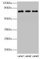 Western Blot, All lanes: KIRREL2 antibody at 8ug/ml, Lane 1: Mouse gonadal tissue, Lane 2: Mouse lung tissue, Lane 3: Mouse heart tissue, Secondary, Goat polyclonal to rabbit IgG at 1/10000 dilution, Predicted band size: 76, 68, 62, 24 kDa, Observed band size: 76 kDa Western Blot, All lanes: KIRREL2 antibody at 8ug/ml, Lane 1: Mouse gonadal tissue, Lane 2: Mouse lung tissue, Lane 3: Mouse heart tissue, Secondary, Goat polyclonal to rabbit IgG at 1/10000 dilution, Predicted band size: 76, 68, 62, 24 kDa, Observed band size: 76 kDa