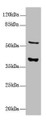 Western Blot, All lanes: CALHM3 antibody at 8ug/ml + Mouse kidney tissue, Secondary, Goat polyclonal to rabbit IgG at 1/10000 dilution, Predicted band size: 40, 39 kDa, Observed band size: 40, 55 kDa Western Blot, All lanes: CALHM3 antibody at 8ug/ml + Mouse kidney tissue, Secondary, Goat polyclonal to rabbit IgG at 1/10000 dilution, Predicted band size: 40, 39 kDa, Observed band size: 40, 55 kDa