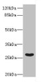 Western Blot, All lanes: FAM122B antibody at 5ug/ml + Mouse brain tissue, Secondary, Goat polyclonal to rabbit IgG at 1/10000 dilution, Predicted band size: 27, 28, 30, 20 kDa, Observed band size: 27 kDa Western Blot, All lanes: FAM122B antibody at 5ug/ml + Mouse brain tissue, Secondary, Goat polyclonal to rabbit IgG at 1/10000 dilution, Predicted band size: 27, 28, 30, 20 kDa, Observed band size: 27 kDa