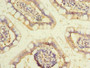 Immunohistochemistry of paraffin-embedded human small intestine tissue using CAC14267 at dilution of 1:100
