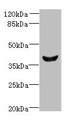 Western Blot, All lanes: Dlk2 antibody at 5ug/ml + Mouse kidney tissue, Secondary, Goat polyclonal to rabbit IgG at 1/10000 dilution, Predicted band size: 41, 46, 45 kDa, Observed band size: 41 kDa Western Blot, All lanes: Dlk2 antibody at 5ug/ml + Mouse kidney tissue, Secondary, Goat polyclonal to rabbit IgG at 1/10000 dilution, Predicted band size: 41, 46, 45 kDa, Observed band size: 41 kDa