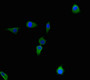 Immunofluorescent analysis of Hela cells using CAC14274 at dilution of 1:100 and Alexa Fluor 488-congugated AffiniPure Goat Anti-Rabbit IgG(H+L)