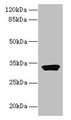 Western Blot, All lanes: ODF3L1 antibody at 3ug/ml + HT29 whole cell lysate, Secondary, Goat polyclonal to rabbit IgG at 1/10000 dilution, Predicted band size: 32 kDa, Observed band size: 32 kDa Western Blot, All lanes: ODF3L1 antibody at 3ug/ml + HT29 whole cell lysate, Secondary, Goat polyclonal to rabbit IgG at 1/10000 dilution, Predicted band size: 32 kDa, Observed band size: 32 kDa