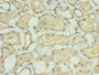 Immunohistochemistry of paraffin-embedded human kidney tissue using CAC14282 at dilution of 1:100