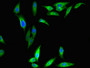 Immunofluorescent analysis of Hela cells using CAC14293 at dilution of 1:100 and Alexa Fluor 488-congugated AffiniPure Goat Anti-Rabbit IgG(H+L)