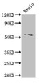 Western Blot, Positive WB detected in: Mouse brain tissue, All lanes: TRIM43 antibody at 3ug/ml, Secondary, Goat polyclonal to rabbit IgG at 1/50000 dilution, Predicted band size: 53 kDa, Observed band size: 53 kDa Western Blot, Positive WB detected in: Mouse brain tissue, All lanes: TRIM43 antibody at 3ug/ml, Secondary, Goat polyclonal to rabbit IgG at 1/50000 dilution, Predicted band size: 53 kDa, Observed band size: 53 kDa