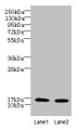 Western Blot, All lanes: FAM136A antibody at 8ug/ml, Lane 1: Hela whole cell lysate, Lane 2: Caco-2 whole cell lysate, Secondary, Goat polyclonal to rabbit IgG at 1/10000 dilution, Predicted band size: 16 kDa, Observed band size: 16 kDa Western Blot, All lanes: FAM136A antibody at 8ug/ml, Lane 1: Hela whole cell lysate, Lane 2: Caco-2 whole cell lysate, Secondary, Goat polyclonal to rabbit IgG at 1/10000 dilution, Predicted band size: 16 kDa, Observed band size: 16 kDa