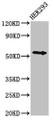 Western BlotPositive WB detected in: HEK293 whole cell lysateAll lanes: NR1H4 antibody at 3ug/mlSecondaryGoat polyclonal to rabbit IgG at 1/50000 dilutionPredicted band size: 56, 55, 49 kDaObserved band size: 56 kDa Western BlotPositive WB detected in: HEK293 whole cell lysateAll lanes: NR1H4 antibody at 3ug/mlSecondaryGoat polyclonal to rabbit IgG at 1/50000 dilutionPredicted band size: 56, 55, 49 kDaObserved band size: 56 kDa