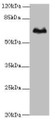Western Blot, All lanes: TBX15 antibody at 5ug/ml + Hela whole cell lysate, Secondary, Goat polyclonal to rabbit IgG at 1/10000 dilution, Predicted band size: 66, 55 kDa, Observed band size: 66 kDa Western Blot, All lanes: TBX15 antibody at 5ug/ml + Hela whole cell lysate, Secondary, Goat polyclonal to rabbit IgG at 1/10000 dilution, Predicted band size: 66, 55 kDa, Observed band size: 66 kDa