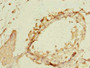 Immunohistochemistry of paraffin-embedded human testis tissue using CAC14327 at dilution of 1:100 Immunohistochemistry of paraffin-embedded human testis tissue using CAC14327 at dilution of 1:100