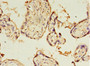 Immunohistochemistry of paraffin-embedded human placenta tissue using CAC14333 at dilution of 1:100 Immunohistochemistry of paraffin-embedded human placenta tissue using CAC14333 at dilution of 1:100