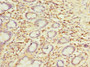 Immunohistochemistry of paraffin-embedded human small intestine tissue using CAC14342 at dilution of 1:100