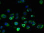 Immunofluorescent analysis of MCF-7 cells using CAC14344 at dilution of 1:100 and Alexa Fluor 488-congugated AffiniPure Goat Anti-Rabbit IgG(H+L)